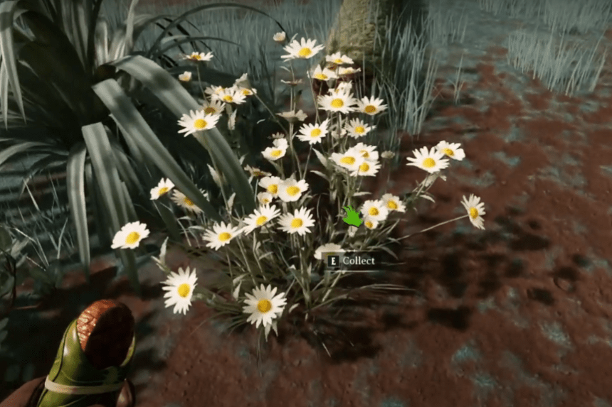 Chamomile Seed Location in Nightingale